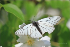 <p>BĚLÁSEK OVOCNÝ (Aporia crataegi) Šluknovsko - Kunratice u Šluknova ---- /Black-veined white butterfly - Baum-Weißling/</p>